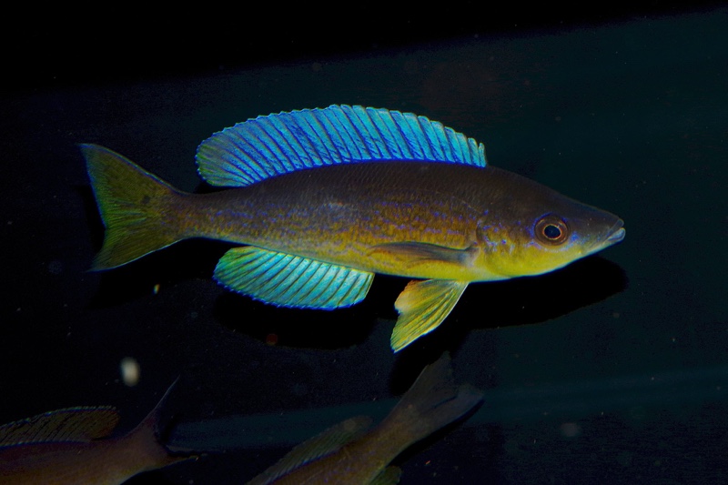 Cyprichromis microlepidotus 'Milima Island'